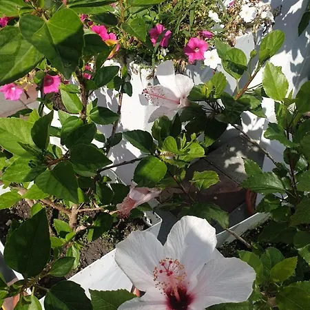 Daire Flamingo Belgrad